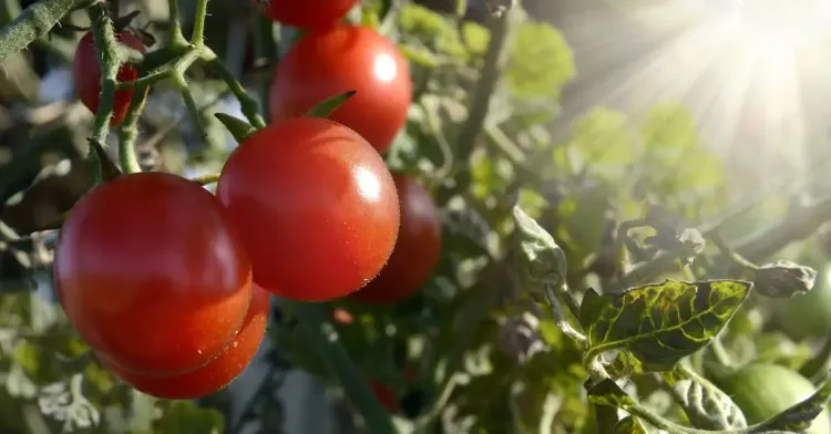 bien arroser les tomates pendant la canicule 2022 