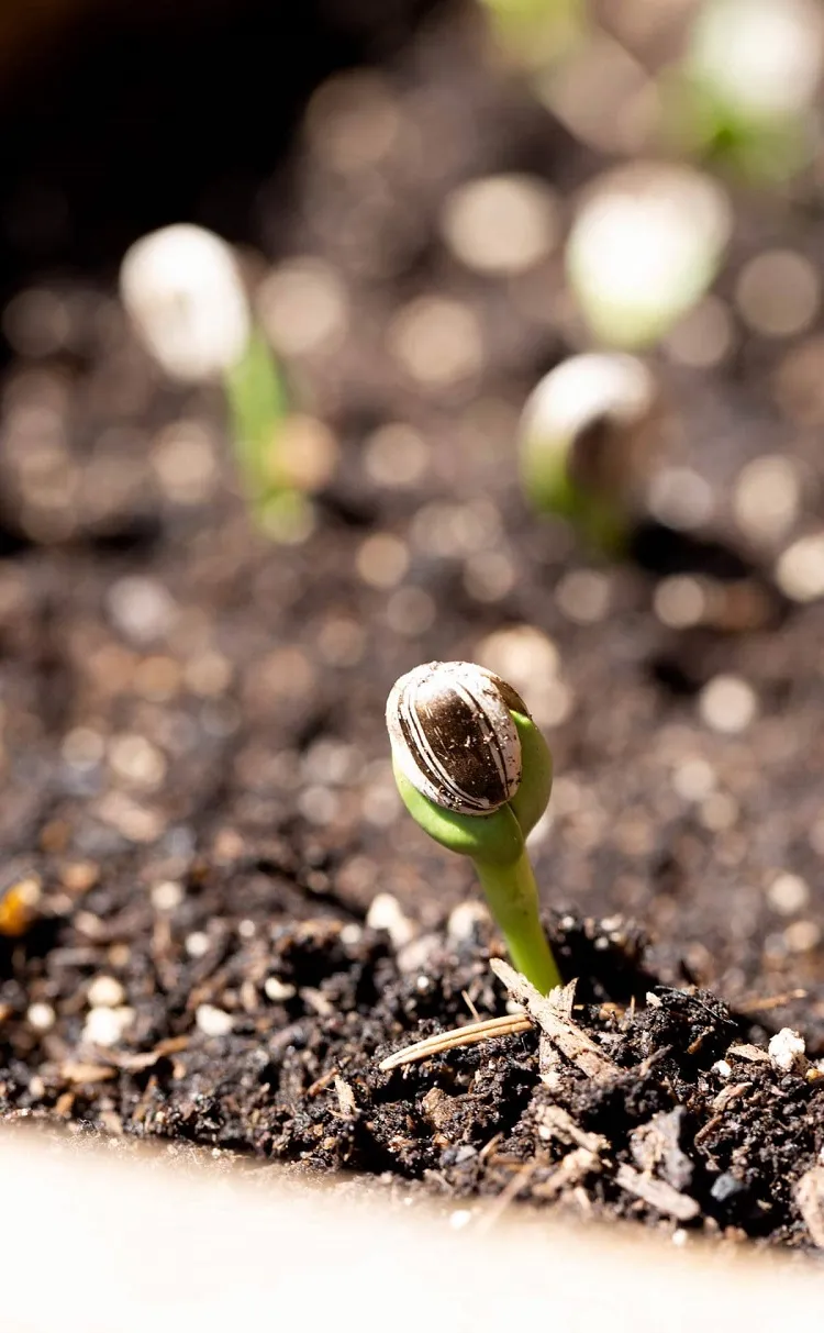 calendrier lunaire 2022 juin juillet jardin cheveux