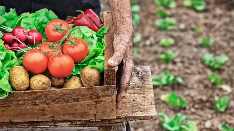 calendrier lunaire potager 2022