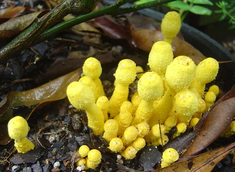 champignon dans terreau plante intérieur