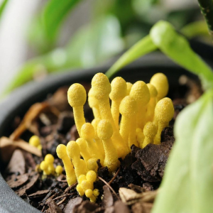 champignon jaune dans terreau