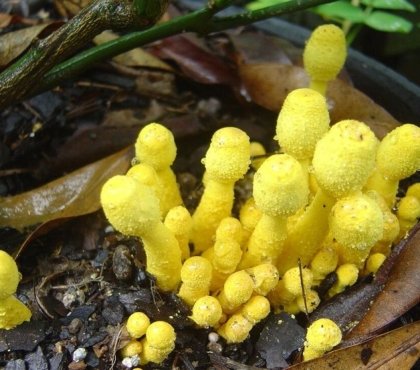 champignon jaune dans terreau