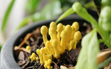 champignon jaune dans terreau