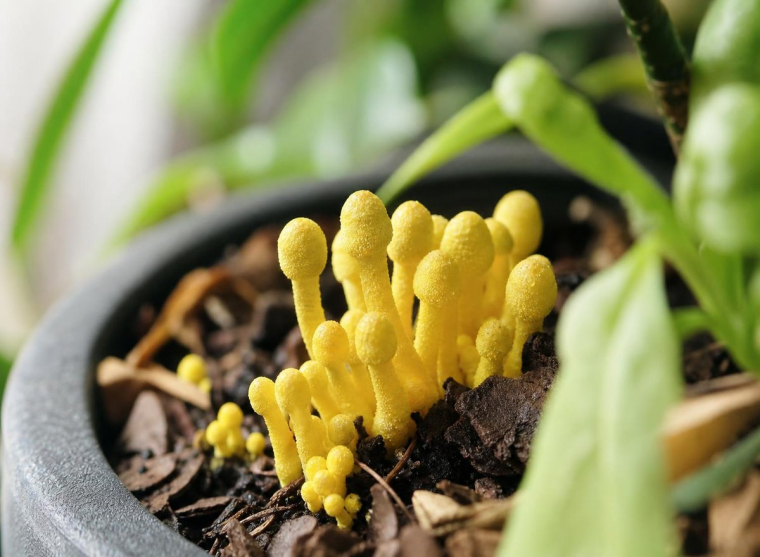 champignon jaune dans terreau