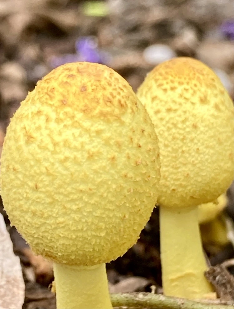 champignon jaune plante intérieur