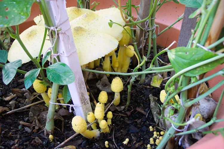 champignons dans les plantes d intérieur