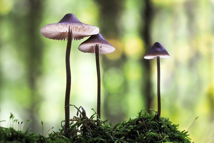 champignons dans les plantes d intérieur