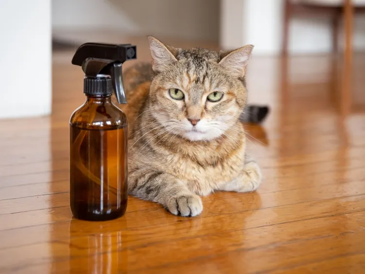 dog parasite use sprays essential oils vinegar water
