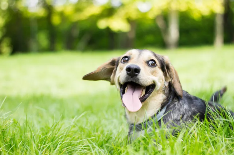 dog eating grass and not throwing up why how to deter