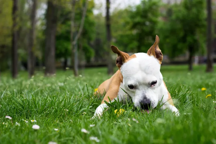dog that eats grass and does not vomit why what to discourage
