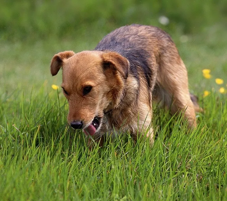 dog eats grass and throws up why risks how to deter