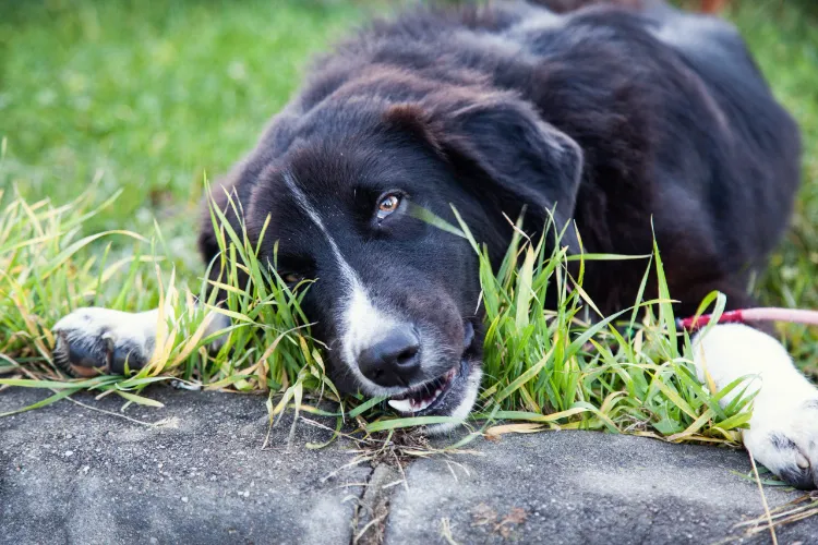 dog eats grass and vomits, which is why strange behavior deters