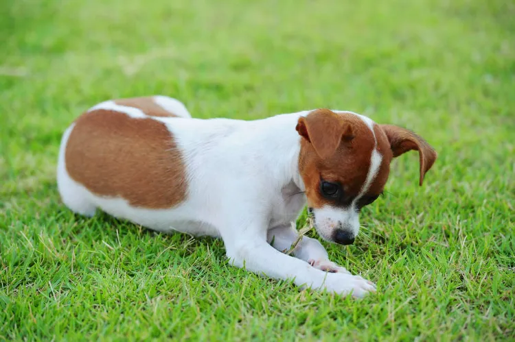 dog eats grass why strange behavior what to advise
