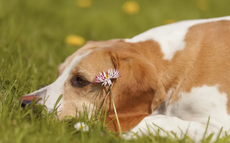 chien qui mange herbe vomit jaune pourquoi qelles causes que faire