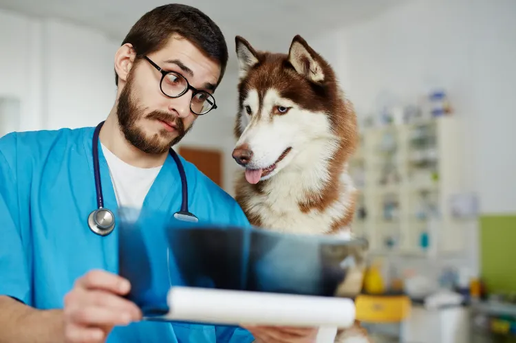 chien qui vomit jaune bile pourquoi causes quand appeler vétérinaire