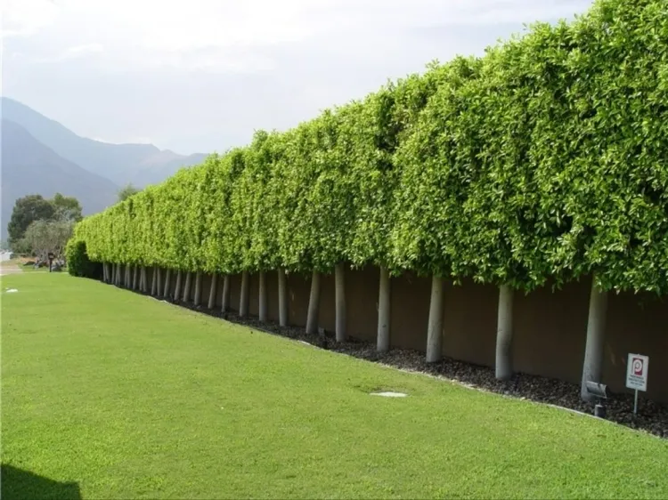 clôture végétale délimiter extérieur manière structurée précise
