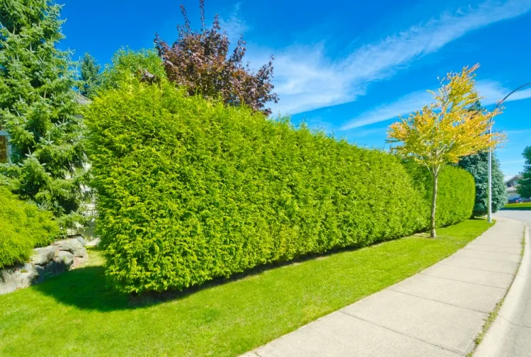 φράχτη φυτών εξωτερικού χώρου κριτήρια κήπου επιλέξτε δέντρα κλίμα μέγεθος κήπου