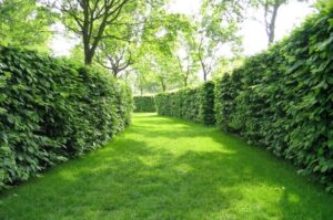 clôture végétale idées originales aménager jardin conception paysage