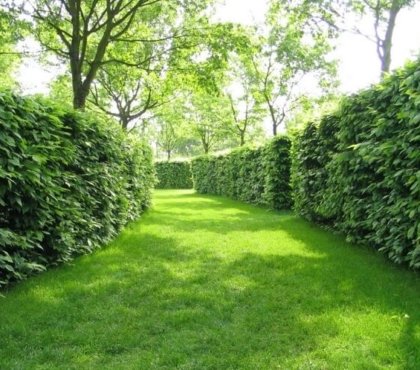clôture végétale idées originales aménager jardin conception paysage
