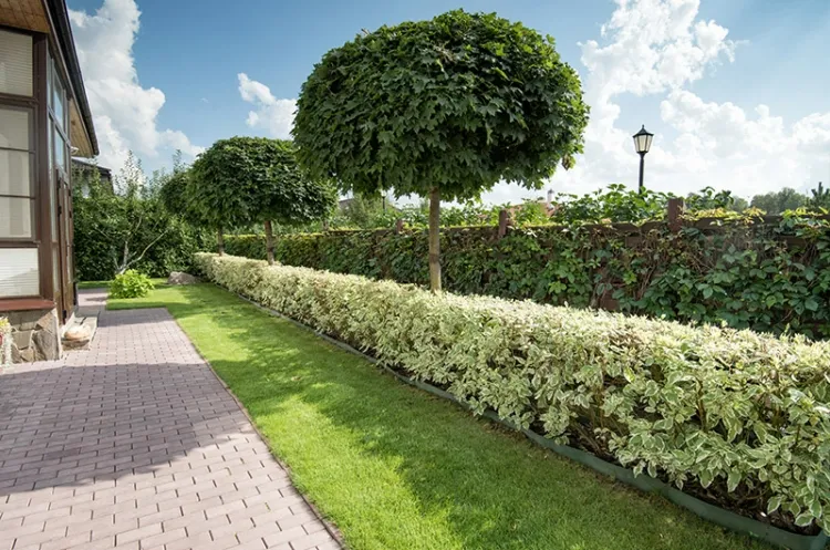 φυτικό φράχτη βουκολικού τύπου κήπου χωρίς φράχτη χώρα είναι τέλεια