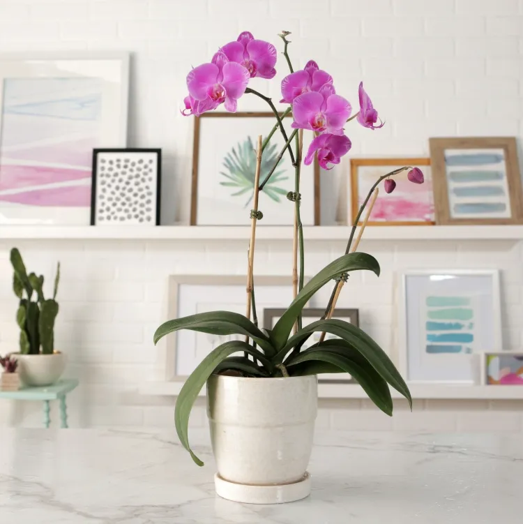 comment arroser une orchidée choix pot démarrage assure bonne croissance postérieure