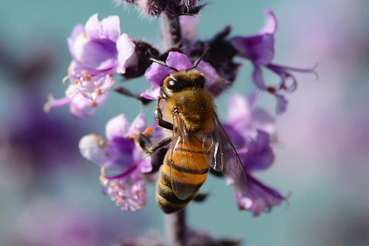 comment attirer les insectes pollinisateurs