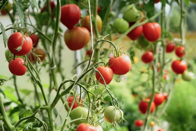 comment avoir beaucoup de tomates sur un pied