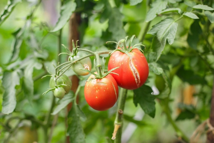 comment avoir une bonne récolte de tomates