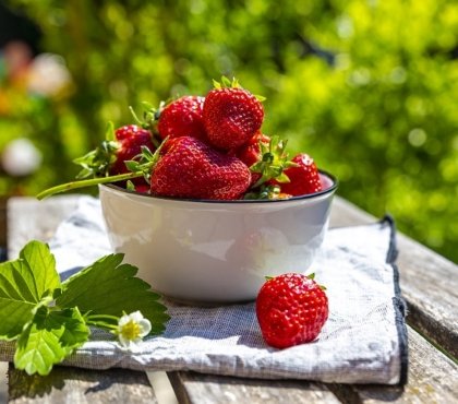 comment booster le rendement de fraisiers production recolte fraises été 2022 jardin