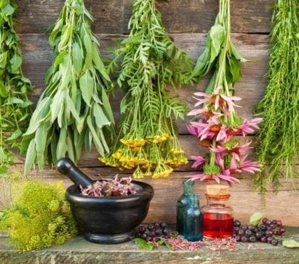 comment créer un potager médicinal jardin de plantes médicinales pharmacie naturelle maison