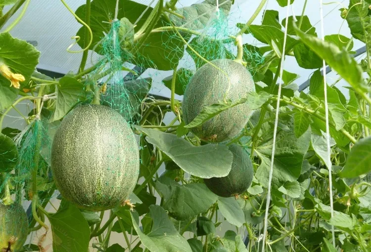 comment cultiver des melons