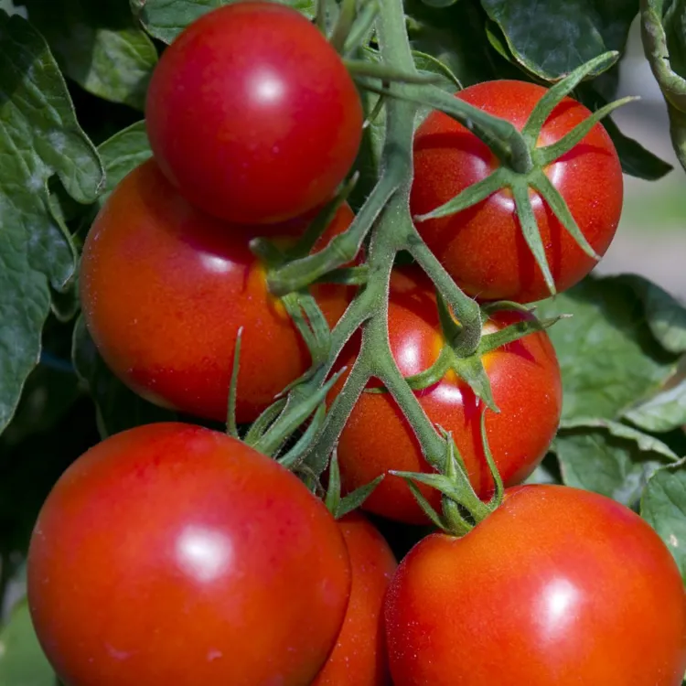 comment cultiver les tomates en juin 2022