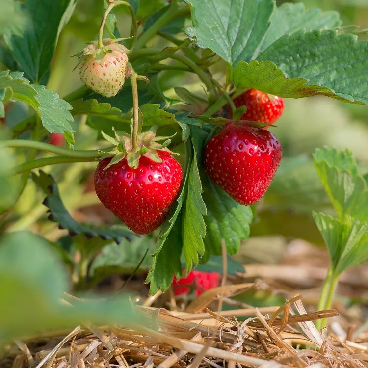 comment doubler la récolte de fraises été 2022 culture fraisiers jardin maison