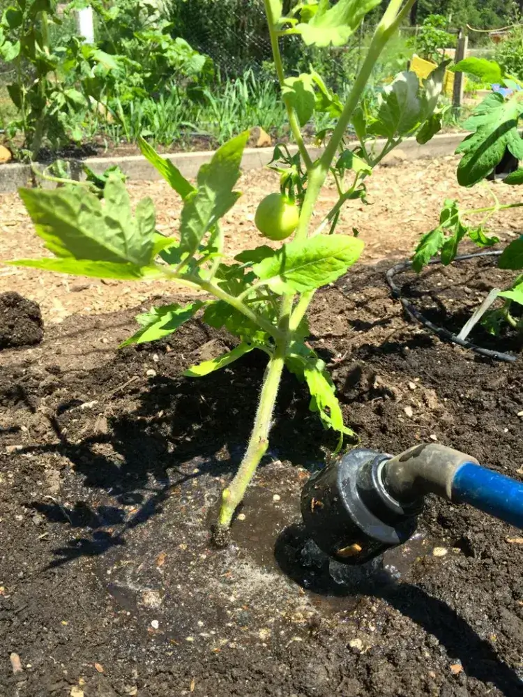 comment effectuer arrosage tomate quelle fréquence combien eau bonne récolte
