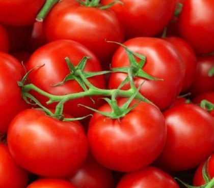 comment éliminer pucerons tomates