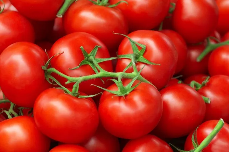 comment éliminer pucerons tomates