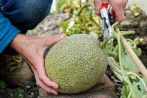 comment faire des graines de melon