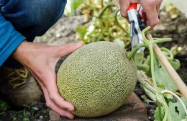 comment faire des graines de melon