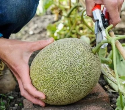 comment faire des graines de melon