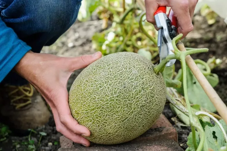 comment faire des graines de melon