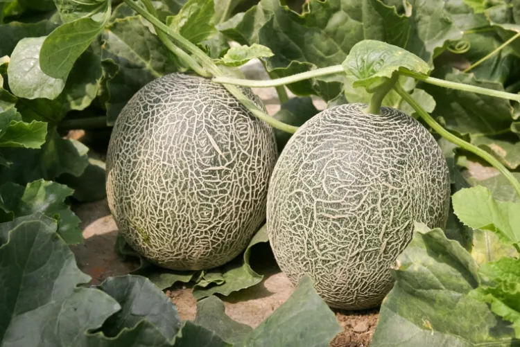 comment faire pousser des melons à partir de pépins