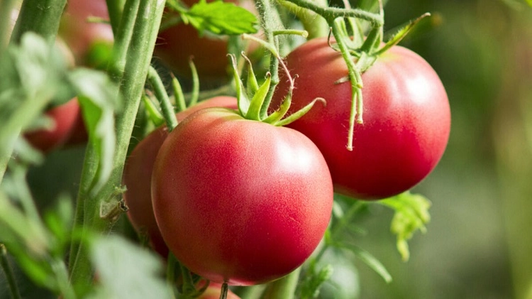 comment faire pousser des pieds de tomates
