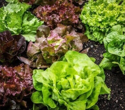 comment faire pousser des salades rapidement