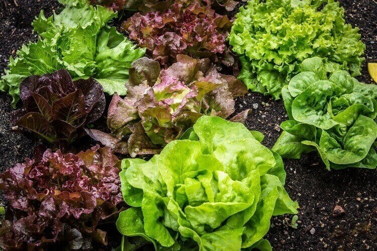 comment faire pousser des salades rapidement