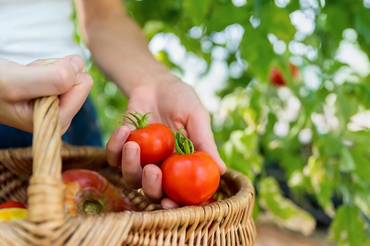 comment faire pousser les tomates plus vite