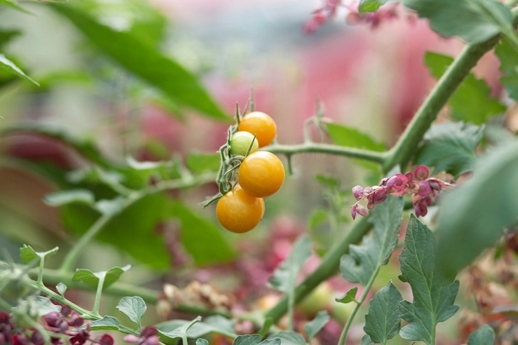 comment faire pousser les tomates rapidement