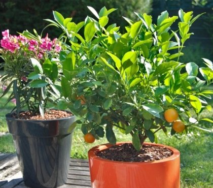 comment garder l'humidité dans une jardiniere dans un pot exterieur été