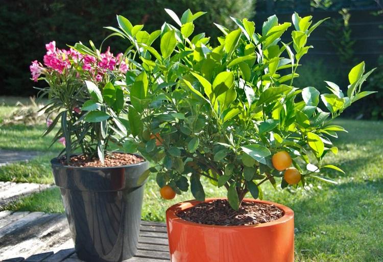 comment garder l'humidité dans une jardiniere dans un pot exterieur été