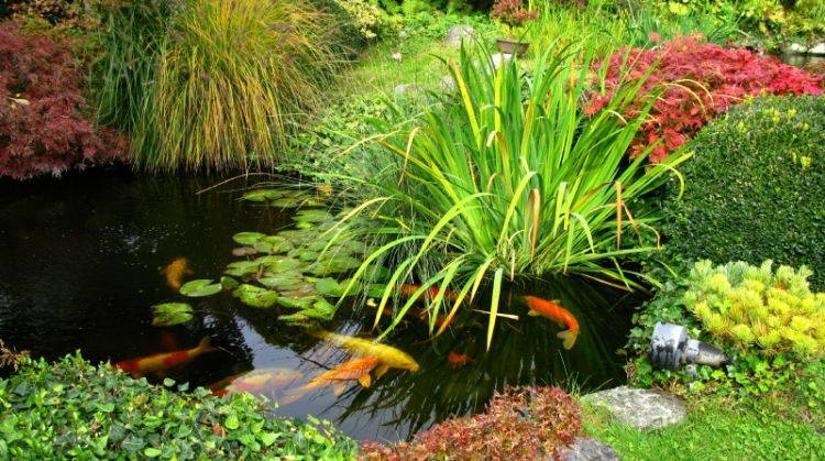 comment planter des plantes aquatiques facilement en 2022