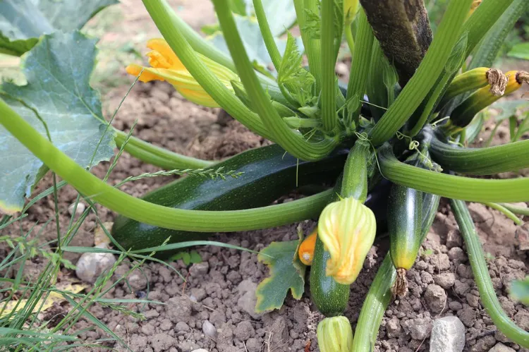 Améliorer la pollinisation des courgettes